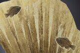 Fossil Palm and Fish Mural - Green River Formation, Wyoming #378284-1